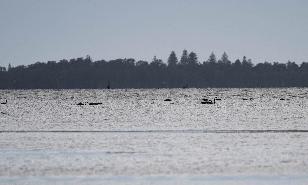 Great Crested Grebe - ML647886882