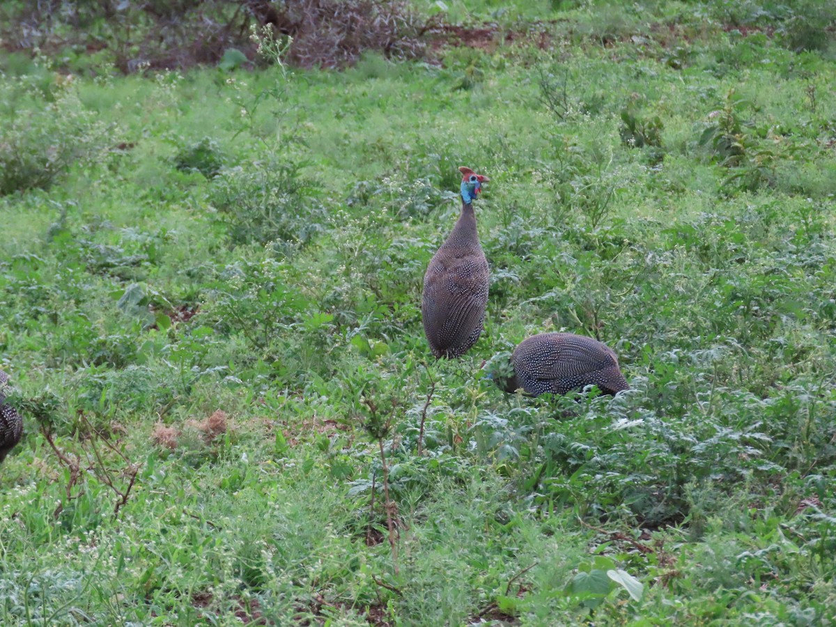 Helmeted Guineafowl - ML647886883