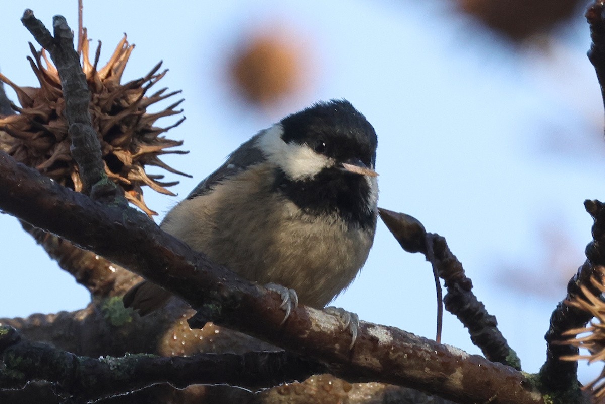 Coal Tit - ML647886884