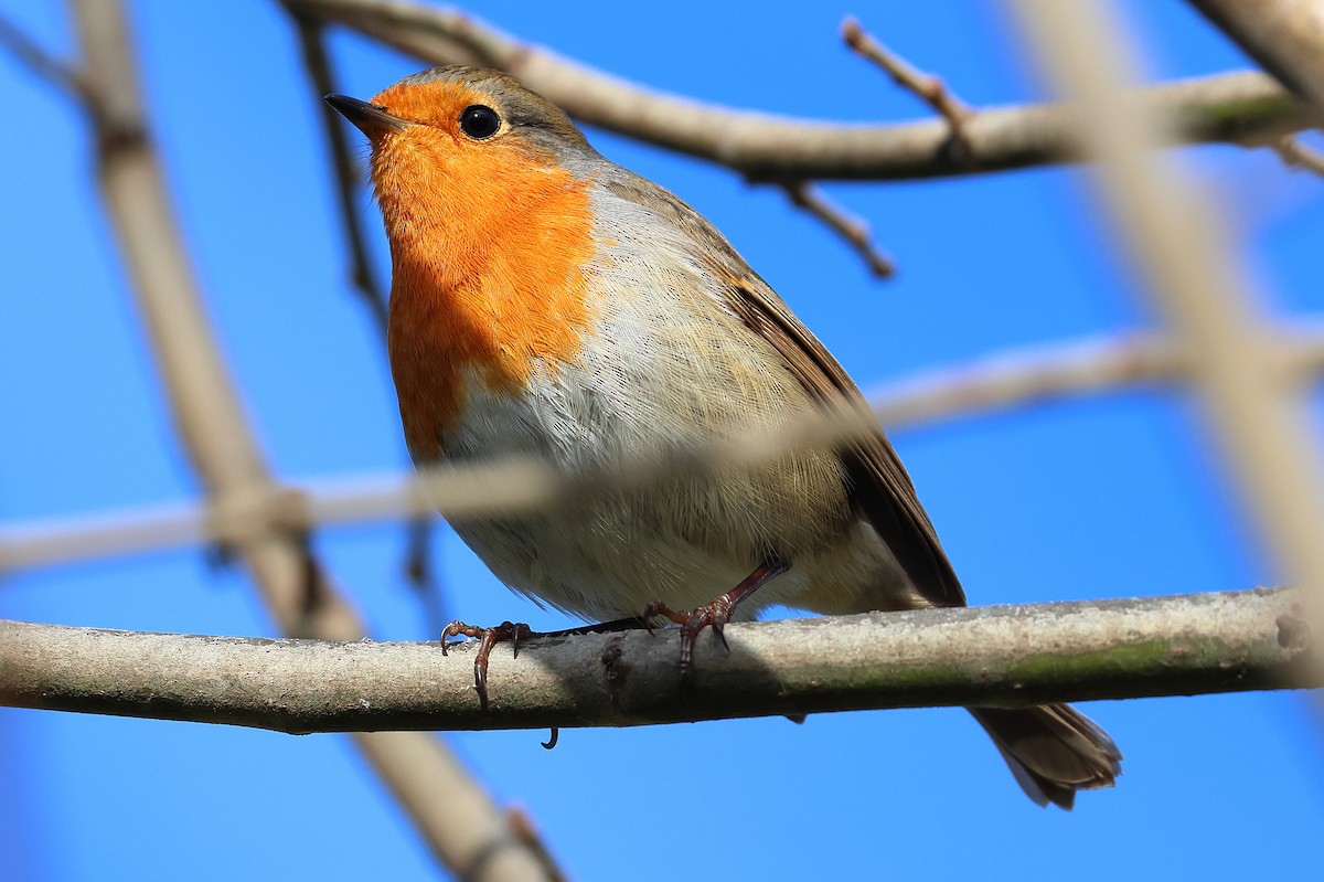 European Robin - ML647886885