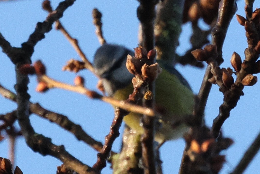 Eurasian Blue Tit - ML647886886