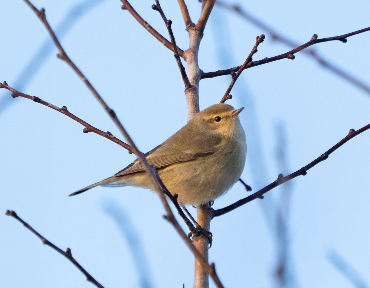 Common Chiffchaff - ML647886887