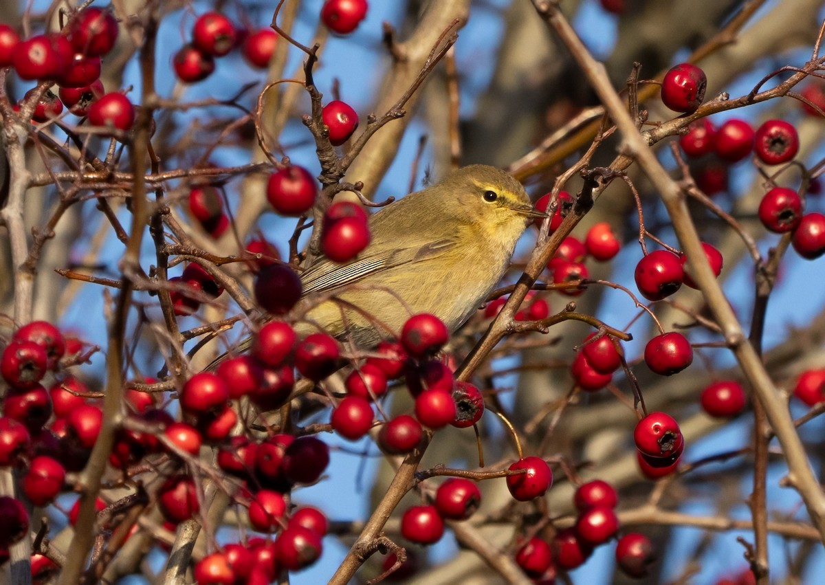 Common Chiffchaff - ML647886888