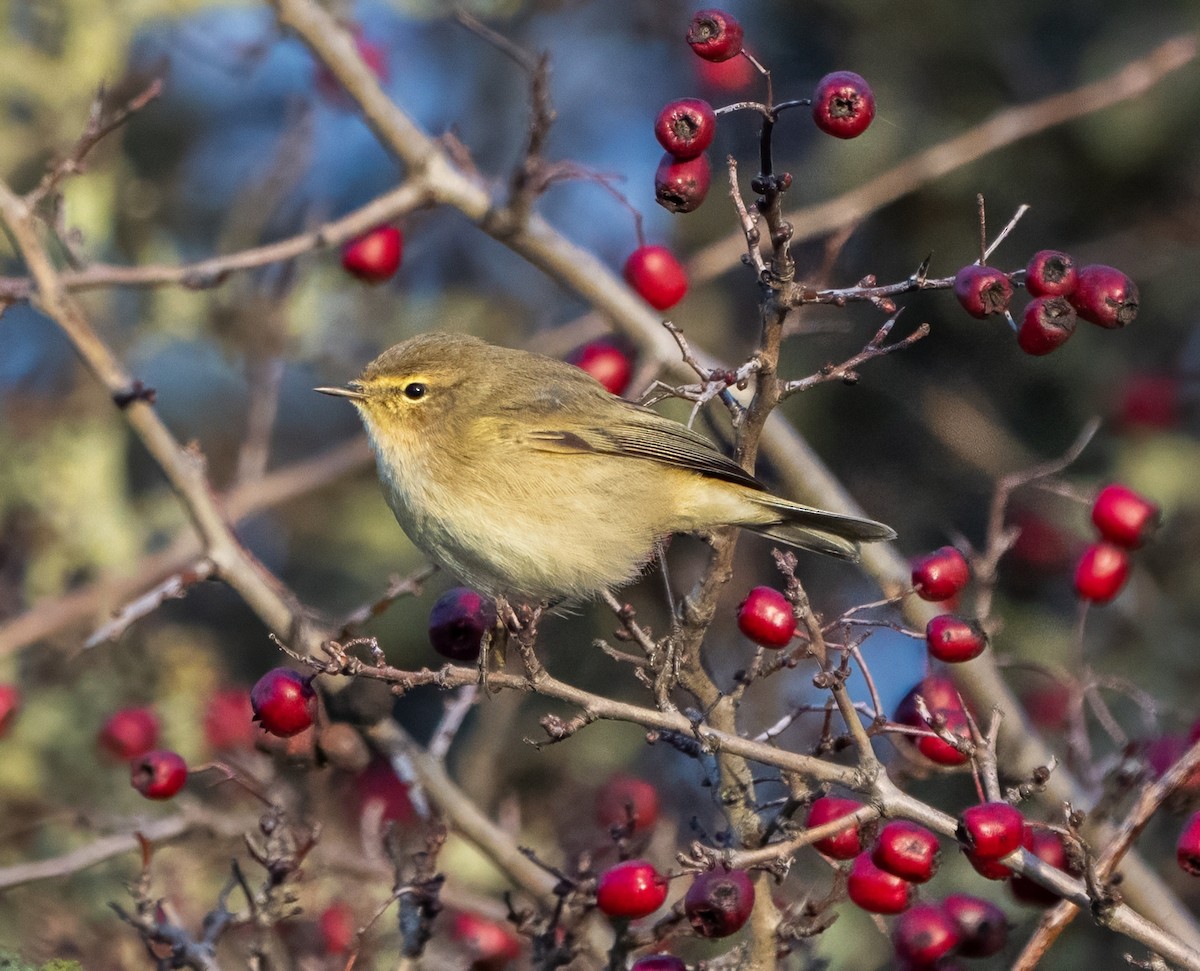 Common Chiffchaff - ML647886890