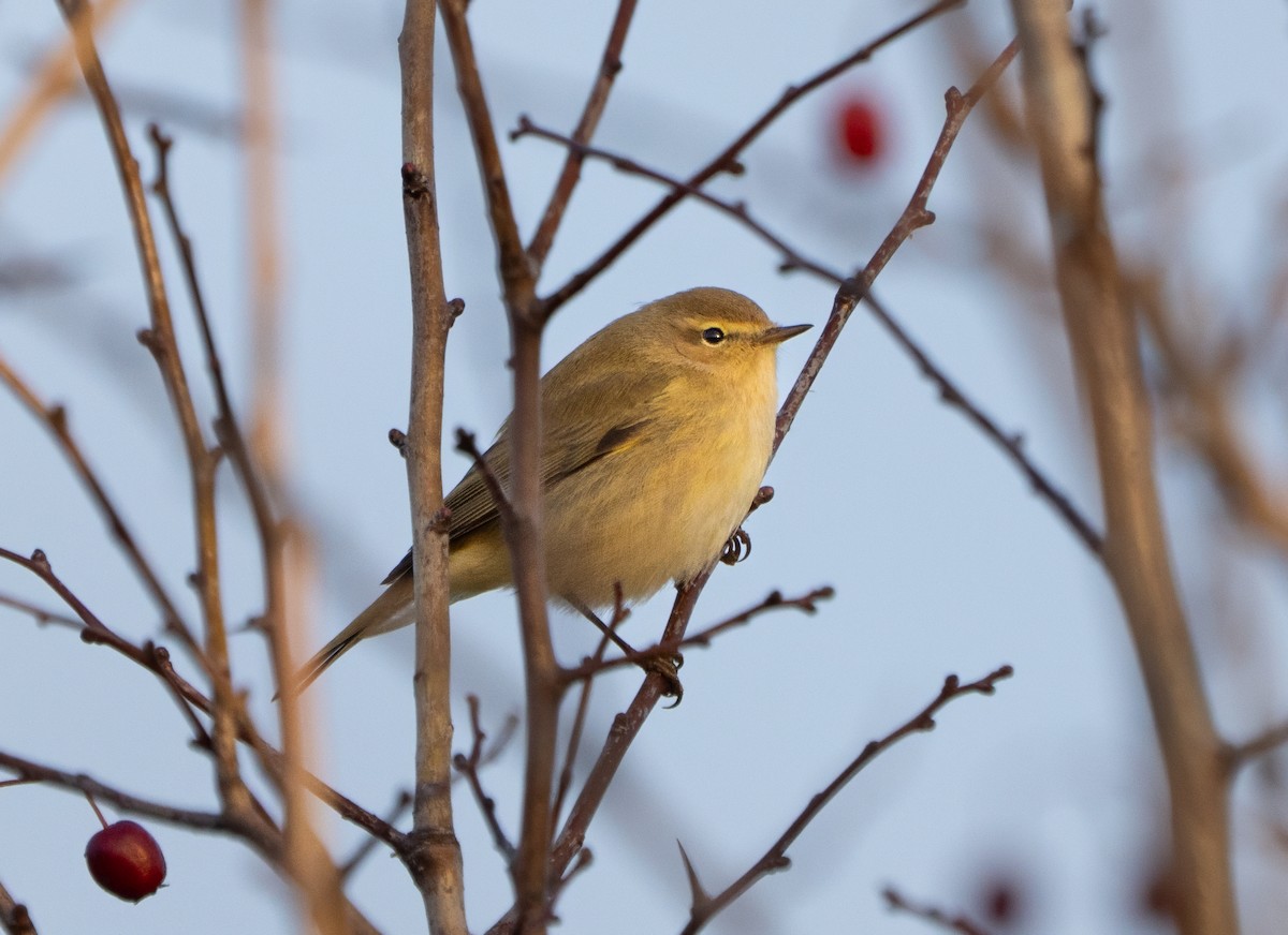 Common Chiffchaff - ML647886891