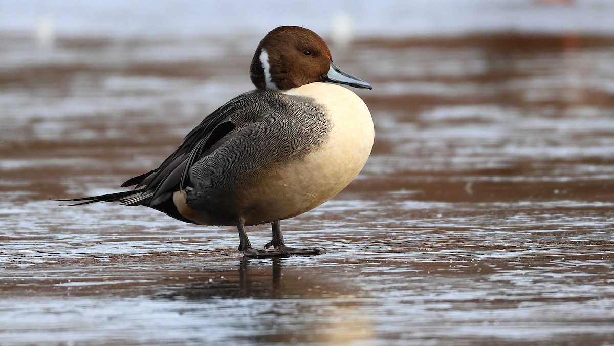 Northern Pintail - ML647886892