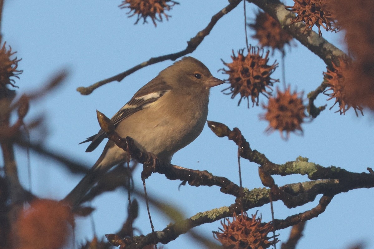 Common Chaffinch - ML647886894