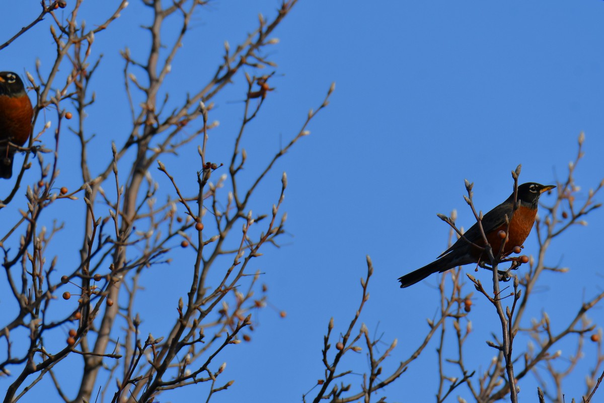 American Robin - ML647886899