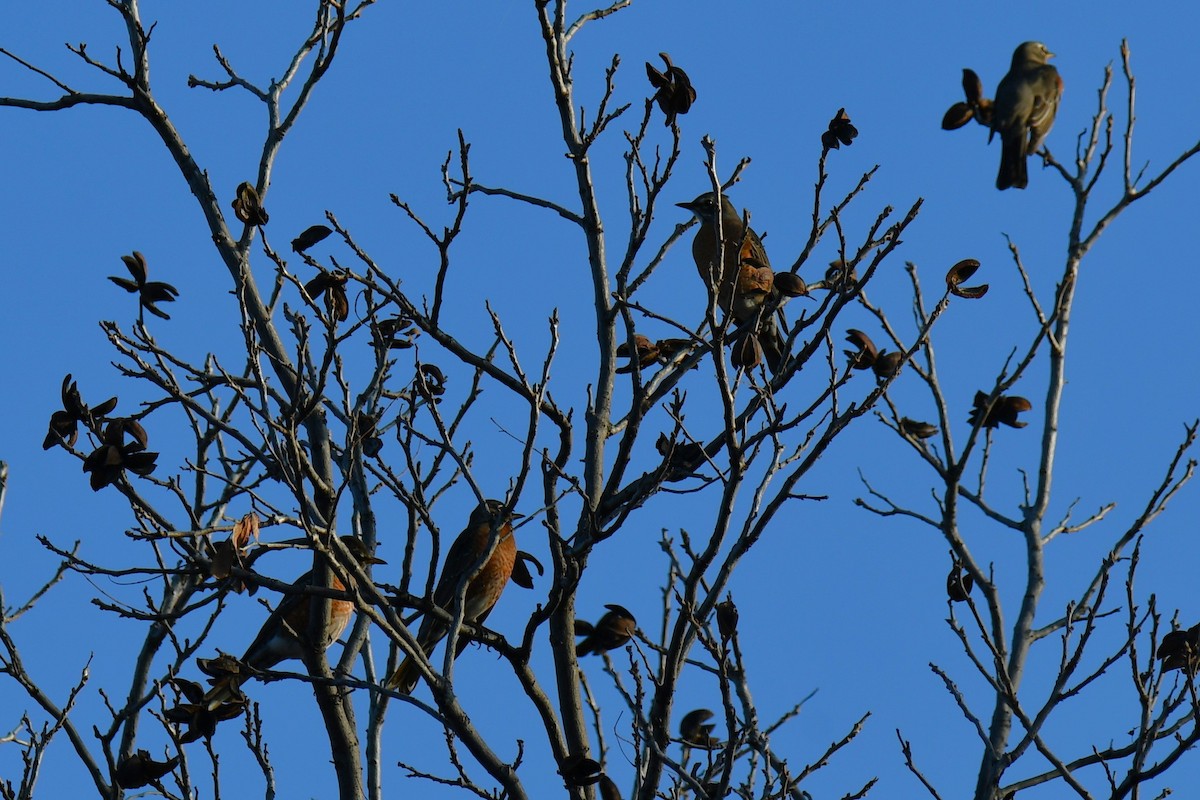 American Robin - ML647886900