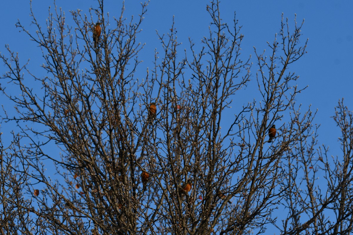 American Robin - ML647886901