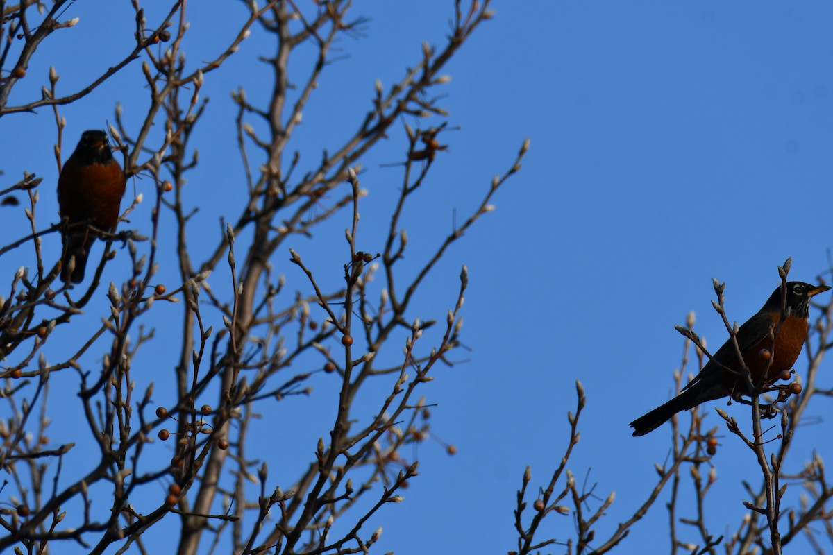 American Robin - ML647886902