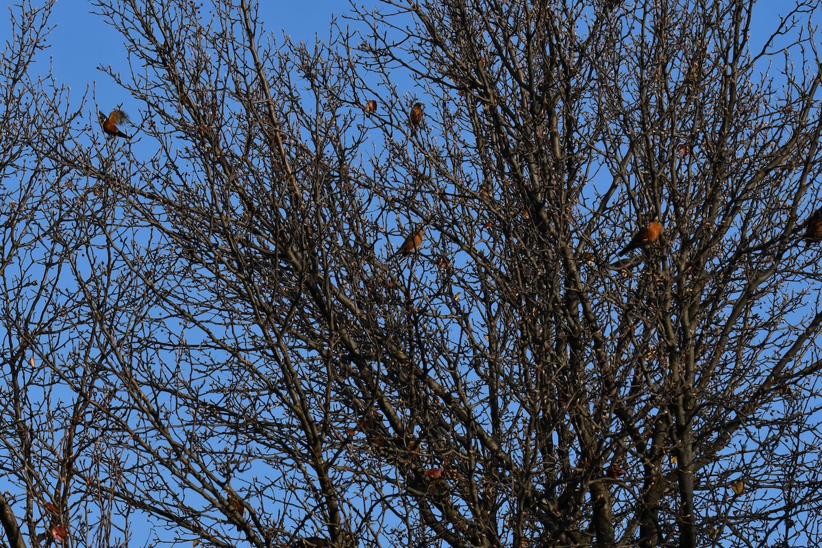 American Robin - ML647886903