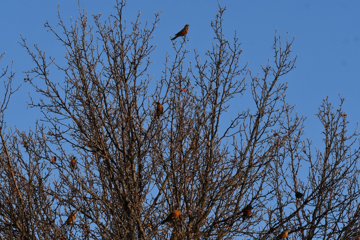 American Robin - ML647886904
