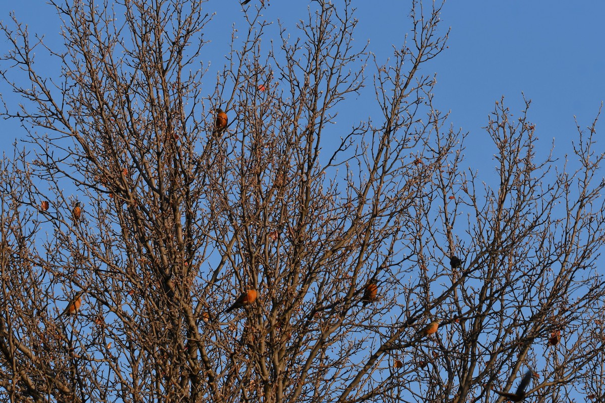 American Robin - ML647886905