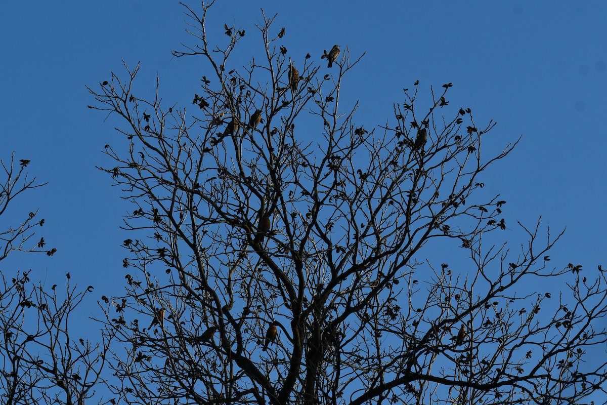 American Robin - ML647886906