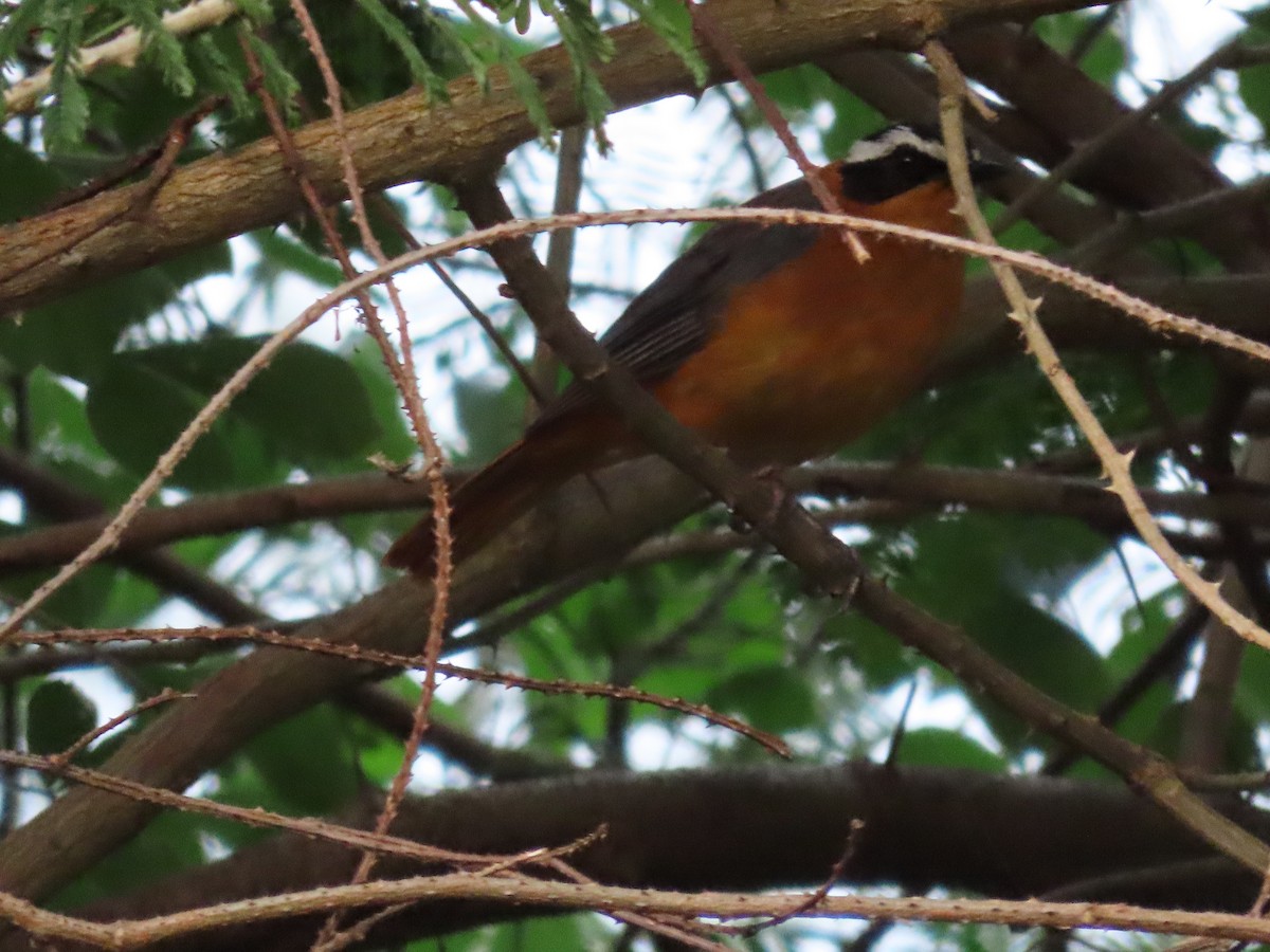 White-browed Robin-Chat - ML647886908