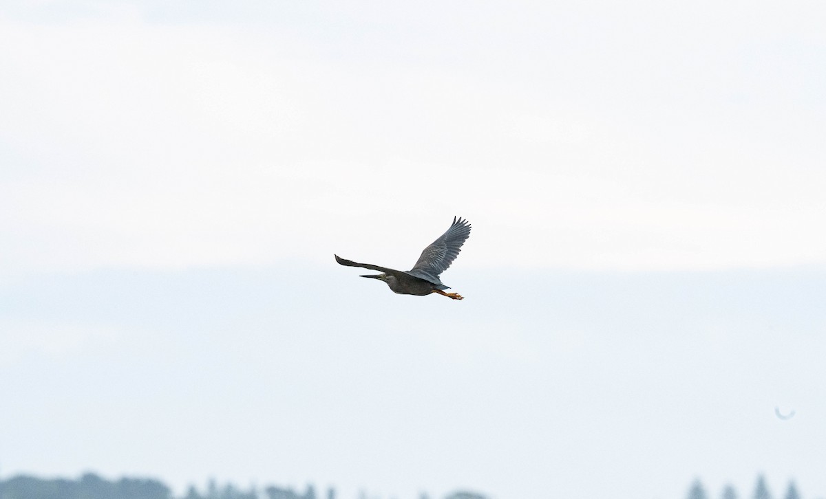 Little Heron - ML647886910