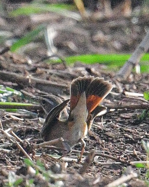 Mavigerdan - ML647886913