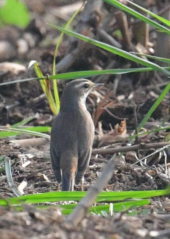 Mavigerdan - ML647886914