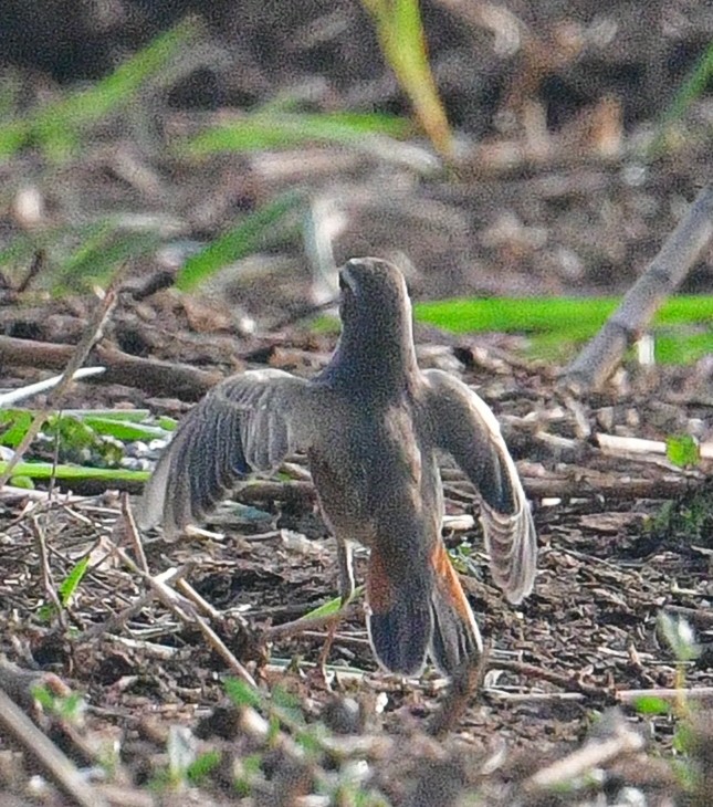 Mavigerdan - ML647886915