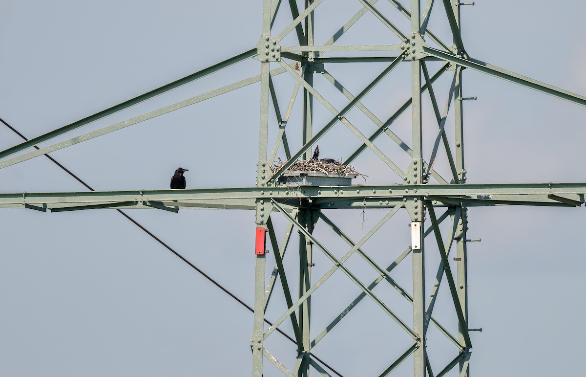 Common Raven - ML647886916