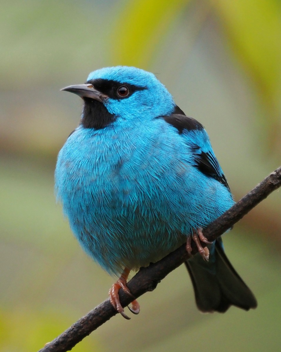 Mavi Daknis - ML647886925