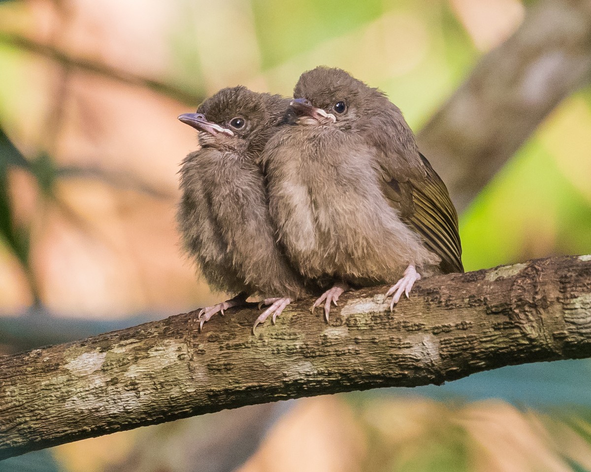 Zeytuni Kanatlı Arapbülbülü - ML647886926