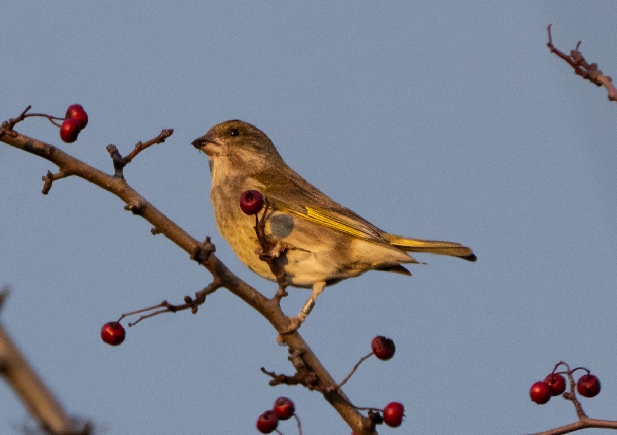 Florya - ML647886927