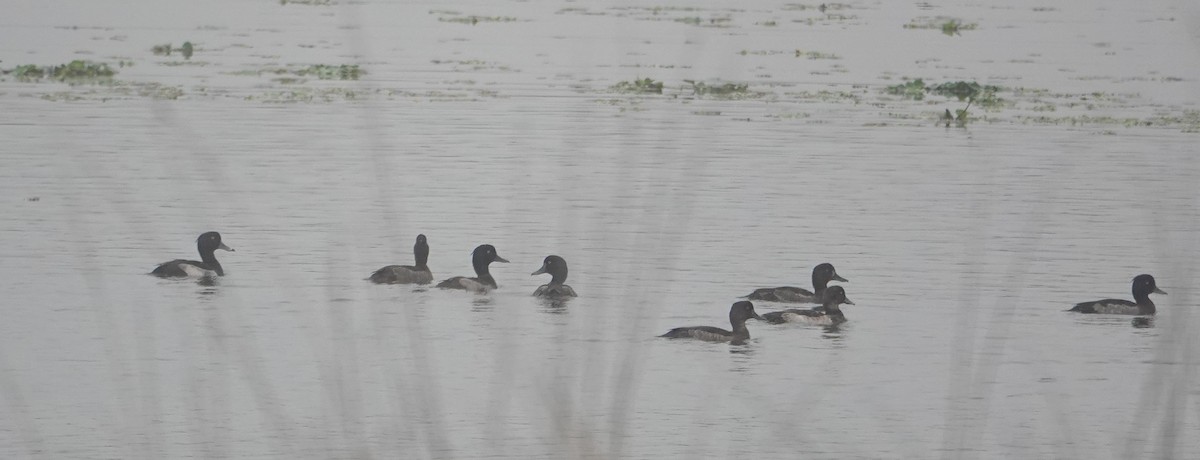 Tepeli Patka - ML647886931