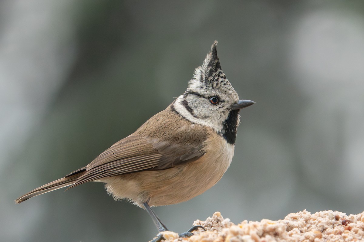 Tepeli Baştankara - ML647886940