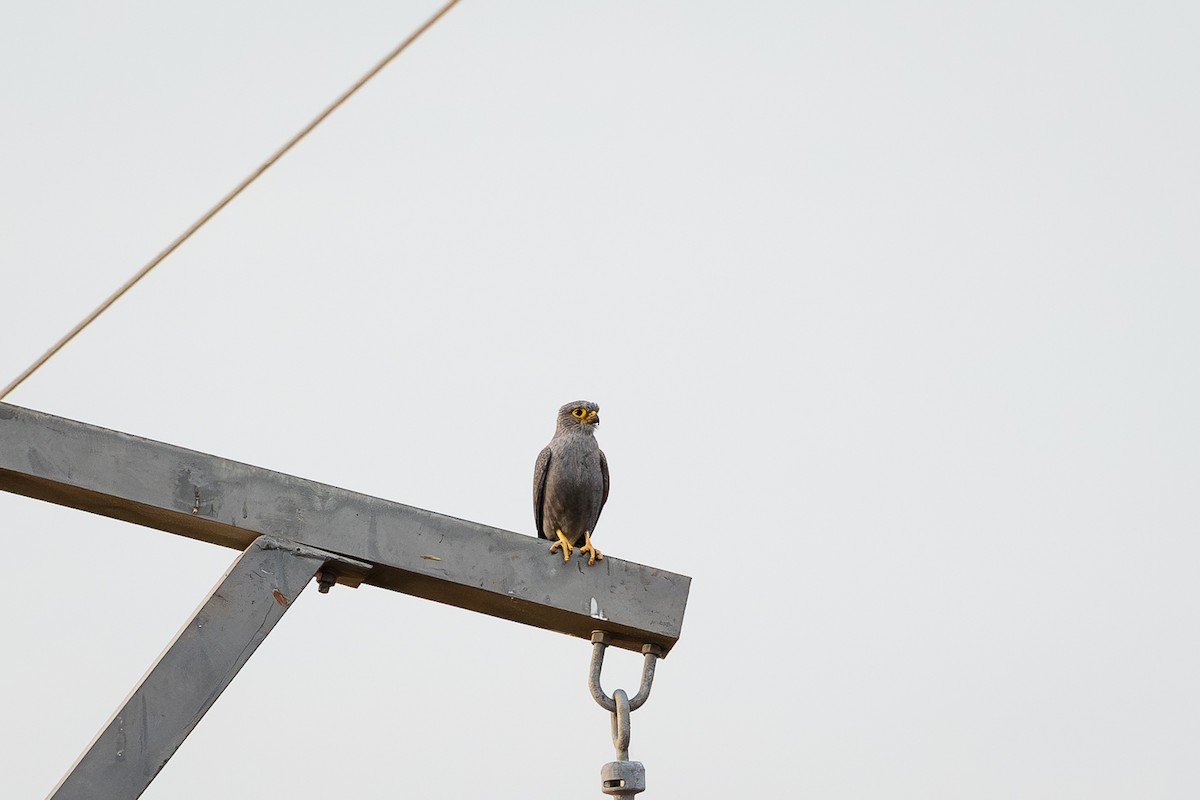 Gri Kerkenez - ML647886941