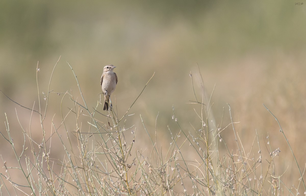 Çöl Taşkuşu - ML647886943