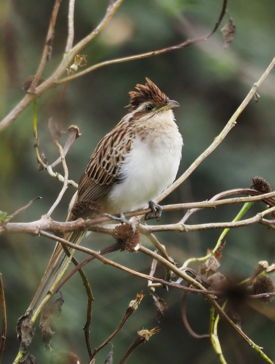 Çizgili Guguk - ML647886944