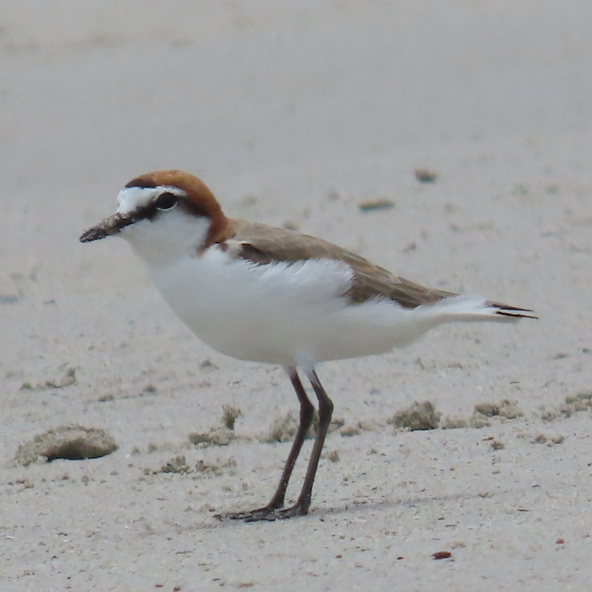 Kızıl Takkeli Cılıbıt - ML647886946