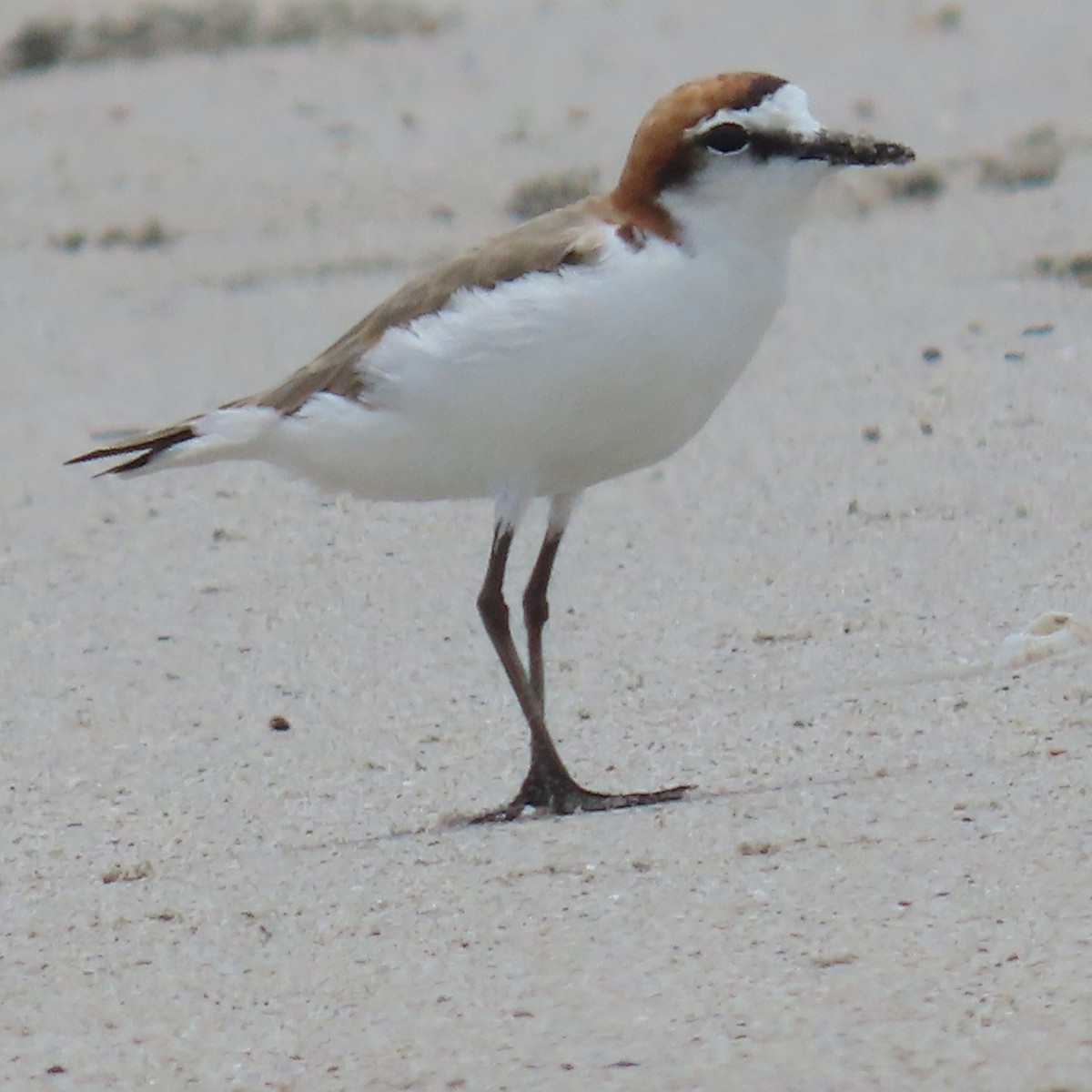 Kızıl Takkeli Cılıbıt - ML647886947