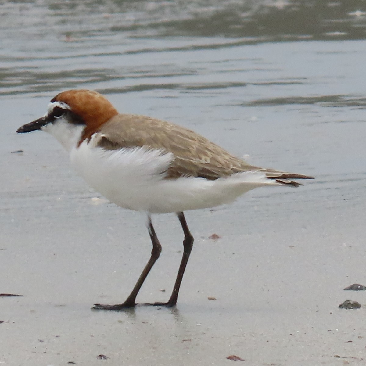 Kızıl Takkeli Cılıbıt - ML647886948