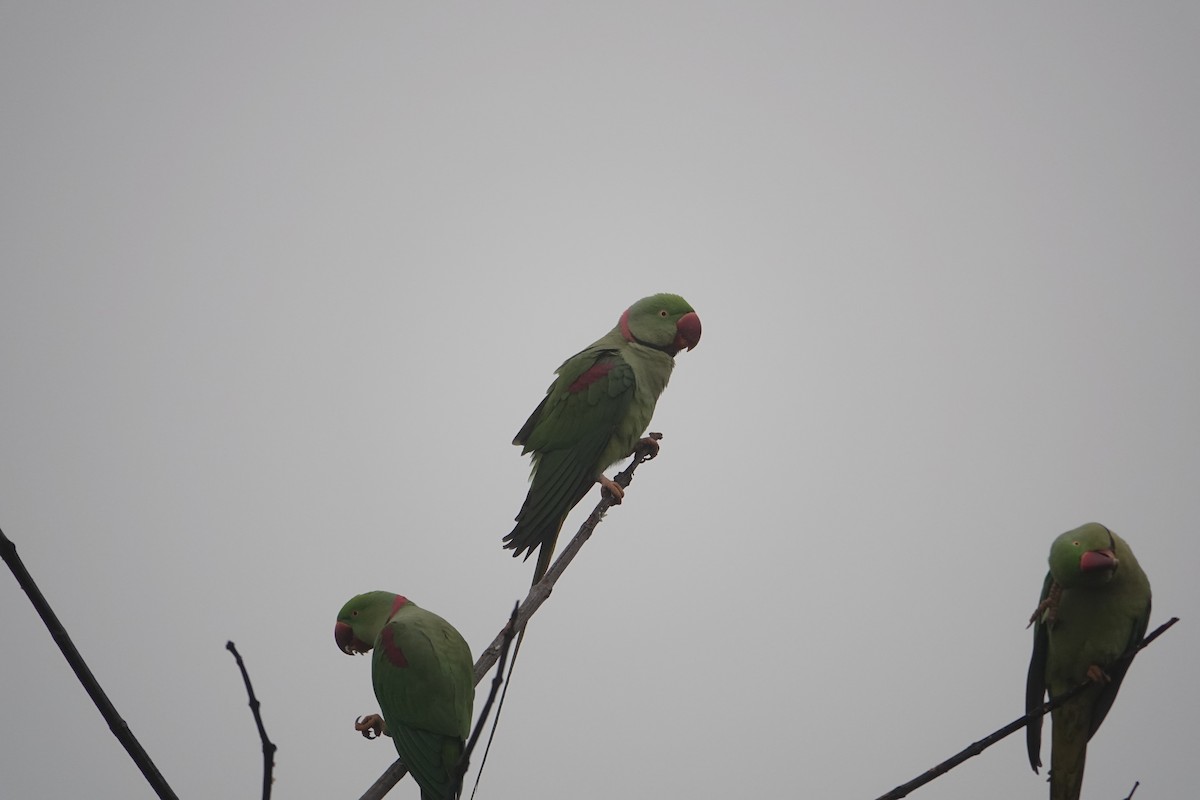 İskender Papağanı - ML647886949