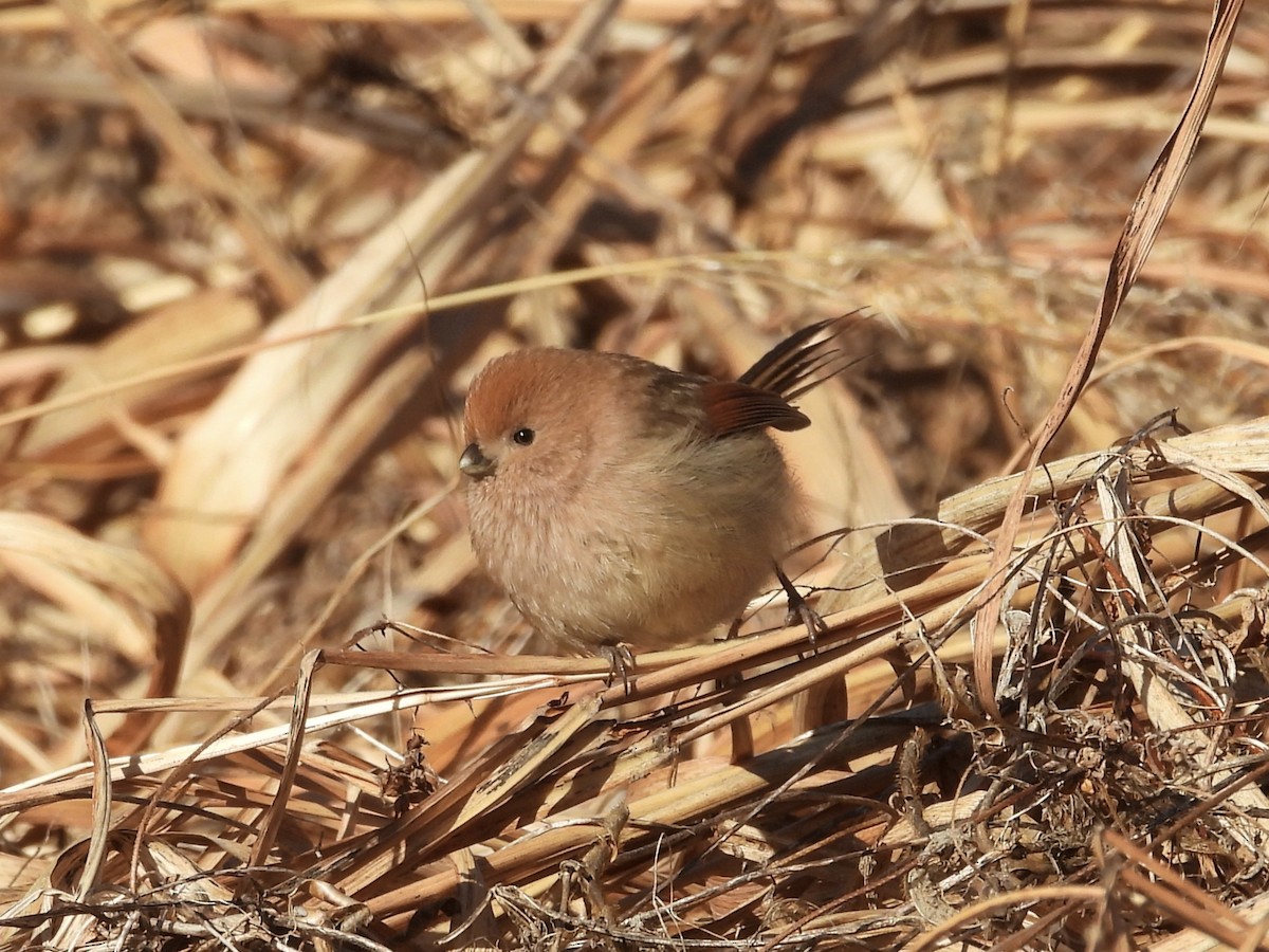 Webb Papağangagası - ML647886950