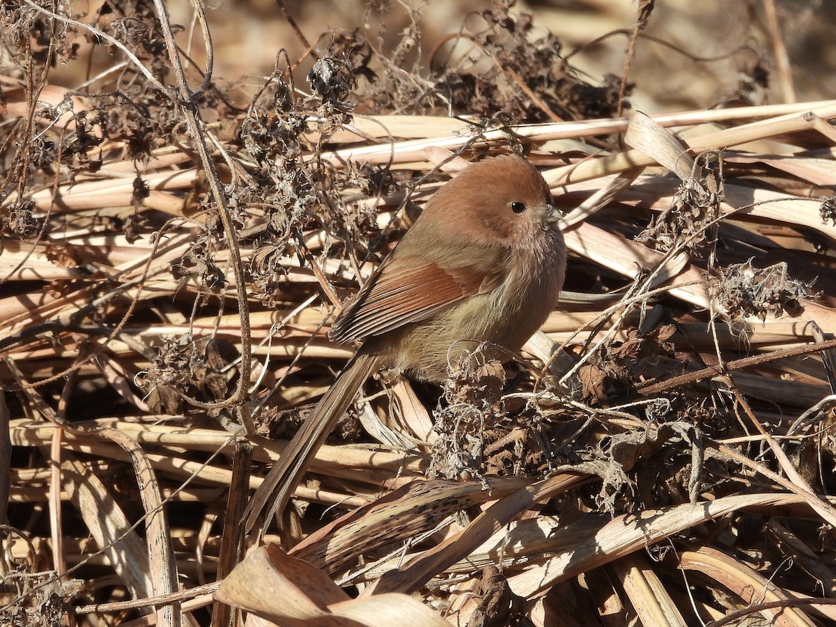 Webb Papağangagası - ML647886952