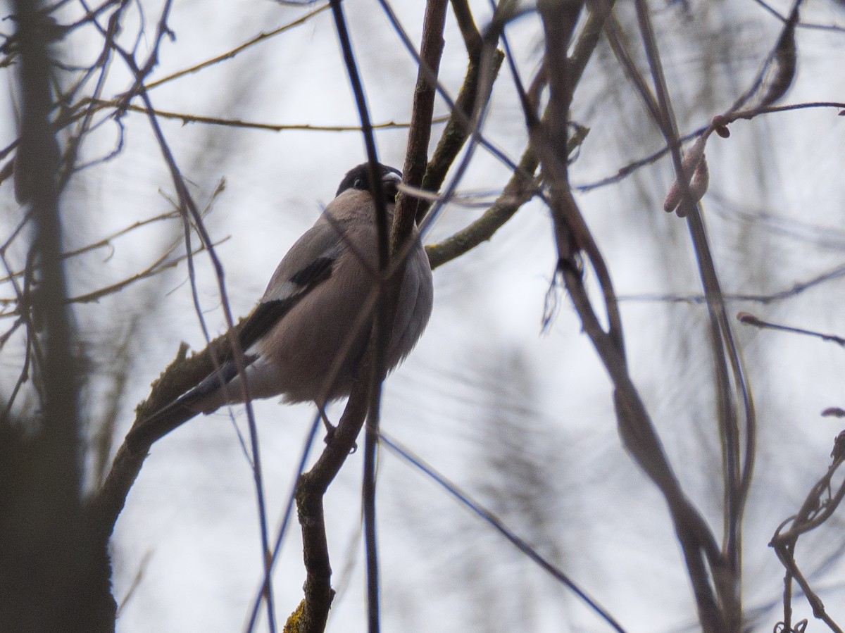 Şakrak - ML647886953