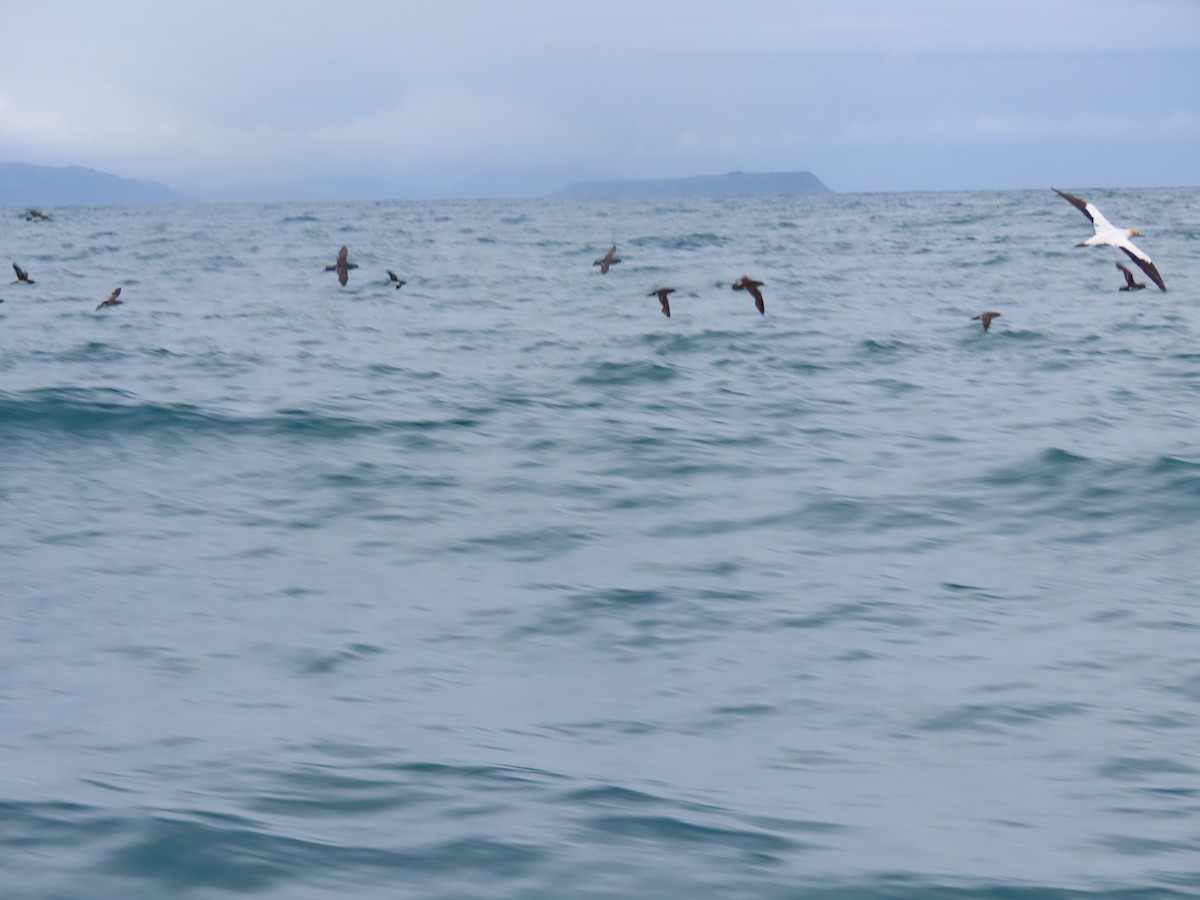 Külrengi Yelkovan - ML647886954