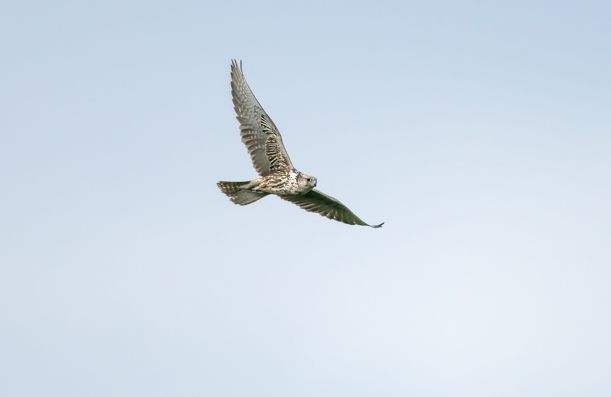 Ulu Doğan - ML647886955