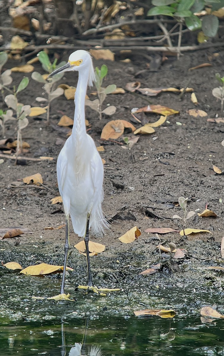 Karbeyaz Balıkçıl - ML647886956