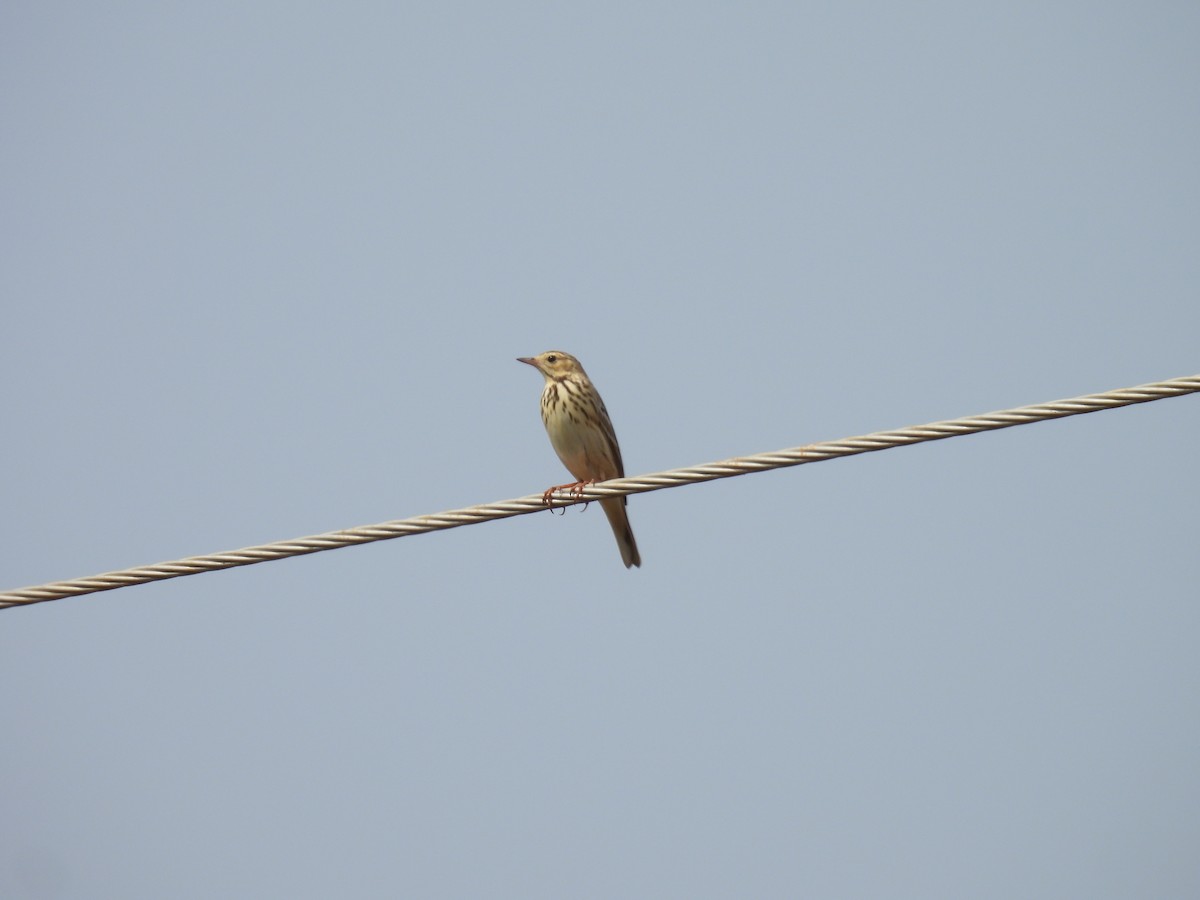 Ağaç İncirkuşu - ML647886957