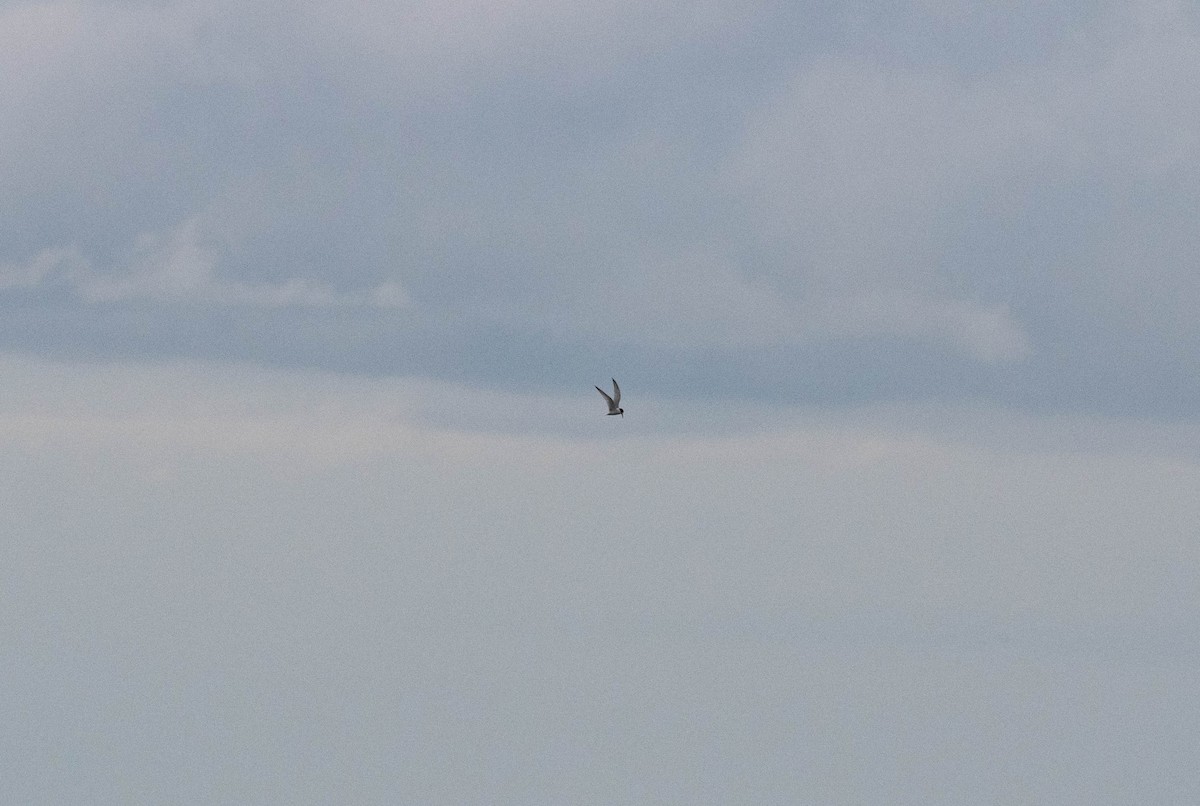 Küçük Sumru - ML647886958