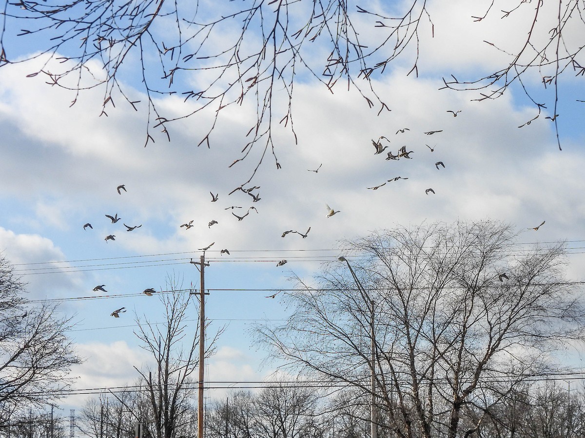 Yeşilbaş - ML647886959