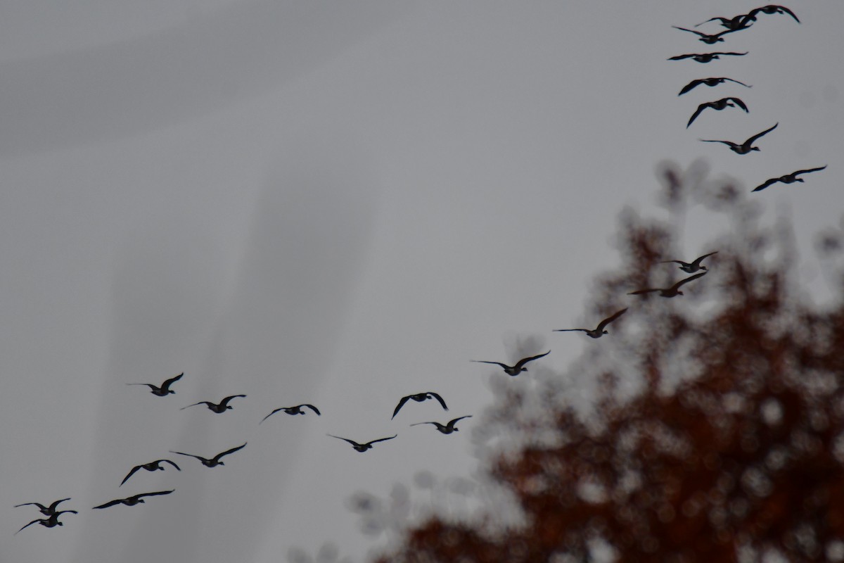 Kanada Kazı - ML647886962