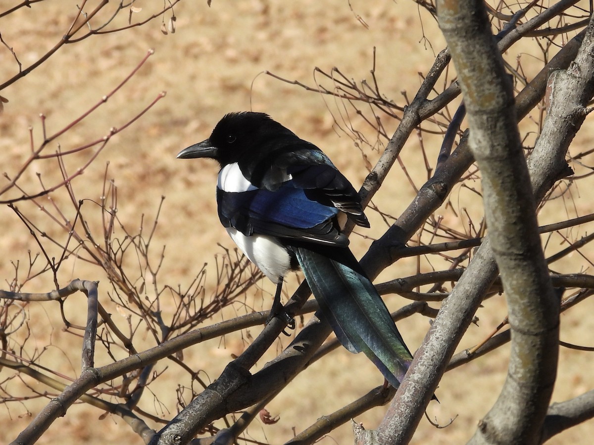 Сорока усурійська - ML647886968