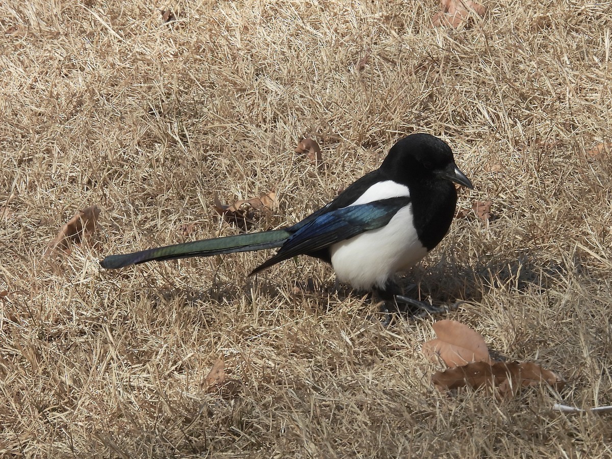 Сорока усурійська - ML647886969