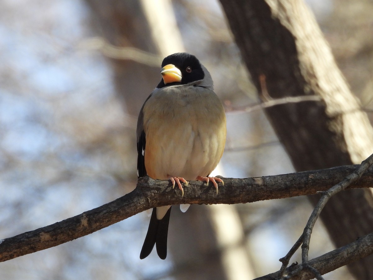 Костар малий - ML647886977